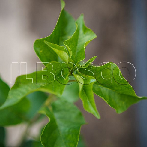 vishnya-obyknovennaya-turgenevka-cerasus-vulgaris-listya.jpg