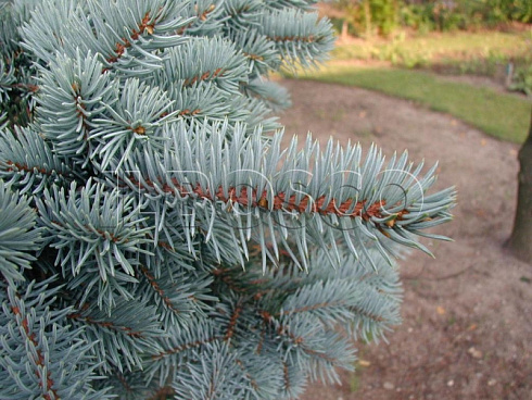 el-kolyuchaya-golubaya-picea-pungens-vetv