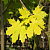 Клен остролистный 'Принстон Голд' (Acer platanoides 'Princeton Gold')