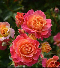 Роза 'Фаерберд' (Rose 'Firebird')