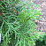 tuya-zapadnaya-smaragd-thuja-occidentalis-smaragd-vetvi