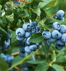 Голубика высокорослая 'Джорма' (Vaccinium corymbosum 'Earliblue')