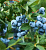Голубика высокорослая 'Джорма' (Vaccinium corymbosum 'Earliblue')