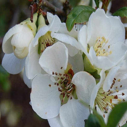 ajva-yaponskaya-henomeles-nivalis-chaenomeles-speciosa-nivalis-cvety.jpg