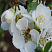 ajva-yaponskaya-henomeles-nivalis-chaenomeles-speciosa-nivalis-cvety.jpg