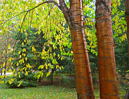 Черемуха маака 'Амбер Бьюти' (Prunus maackii 'Amber Beauty')