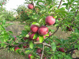 Яблоня домашняя 'Спартан' (Malus domestica 'Спартан')