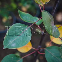Груша обыкновенная 'Рогнеда' (Pyrus communis 'Рогнеда')