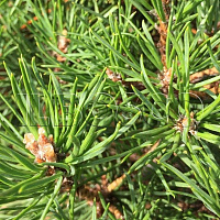 Сосна обыкновенная 'Глобоза Виридис' (Pinus sylvestris 'Globosa Viridis')