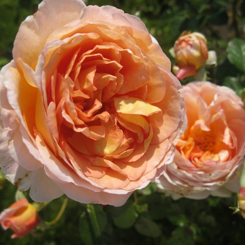 roza-abraham-derbi-rose-abraham-darby-unikalnyj-sort