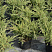 маленький рост