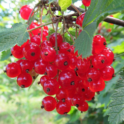 Смородина красная 'Натали' (Ribes rubrum 'Натали')