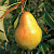 Груша обыкновенная 'Велеса' (Pyrus communis 'Велеса')