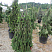 el-obyknovennaya-inversa-picea-abies-inversa-sazhency