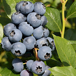 Голубика высокорослая 'Нельсон' (Vaccinium corymbosum 'Nelson')
