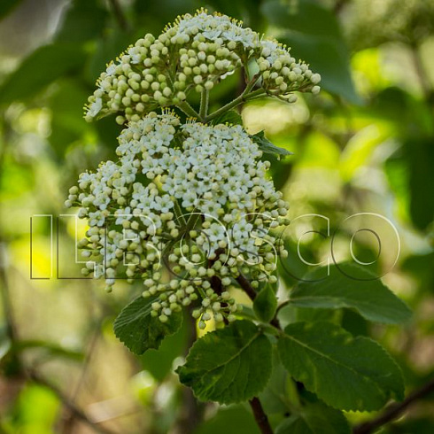 kalina-gordovina-vibrunum-lantana-vetv.jpg