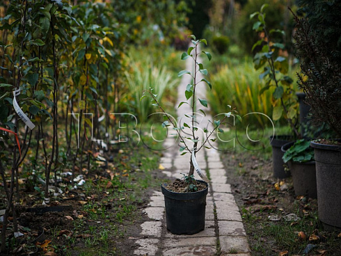 grusha-obyknovennaya-chizhovskaya-pyrus-communis-sazhenec.jpg