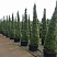 tuya-zapadnaya-smaragd-thuja-occidentalis-smaragd-rasteniya-v-gorshkah