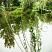biryuchina-obyknovennaya-atrovirens-ligustrum-vulgaris-atronirens-sazhenec.jpg