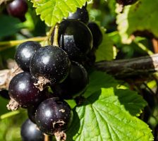 Смородина черная 'Бинар' (Память Павловой) (Ribes nigrum 'Бинар' (Память Павловой))