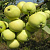 Яблоня домашняя 'Папировка' (Malus domestica 'Папировка')