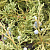 Можжевельник виргинский 'Грей Оул' (Juniperus virginiana 'Grey Owl')