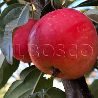 Яблоня домашняя 'Китайка долго' (Malus domestica 'Китайка долго')