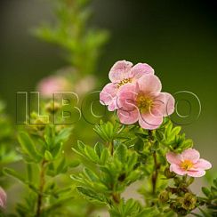 Лапчатка кустарниковая 'Пинк Бьюти' (Potentilla fruticosa 'Pink Beauty')