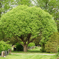 Ива ломкая Булата  (Salix fragilis 'Bulata')