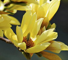 Магнолия бруклинская 'Йеллоу Бирд' (Magnolia 'Yellow Bird')