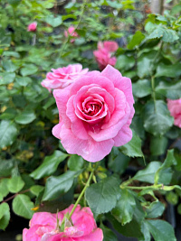 Роза 'Санта Барбара' (Rose 'Santa Barbara')