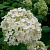 Гортензия древовидная 'Анабель' (Hydrangea arborescens 'Annabelle')
