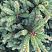 el-obyknovennaya-remontii-picea-abies-remontii-krona