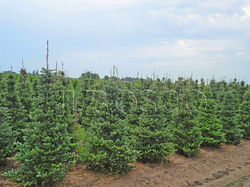 pihta-korejskaya-abies-koreana-sazhency.jpg