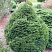 el-obyknovennaya-pygmaea-picea-abies-pygmaea-derevo