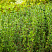 biryuchina-obyknovennaya-atrovirens-ligustrum-vulgaris-atronirens-sazhency.jpg
