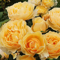Роза 'Грэхам Томас'  (Rose 'Graham Thomas')