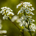 spireya-seraya-grefshejm-spiraea-cenerea-grefsheim-vetv.jpg