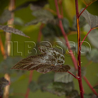 Пузыреплодник калинолистный 'Диабло' (Physocarpus opulifolium 'Diabolo')