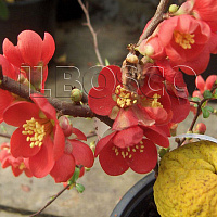 Айва (Хеномелес) великолепная 'Этна' (Chaenomeles superba 'Etna')
