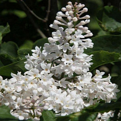 Сирень престона 'Агнес Смит' (Syringa prestoniae 'Agnes Smith')