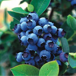 Голубика высокорослая 'Блюголд' (Vaccinium corymbosum 'Bluegold')