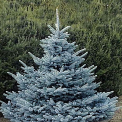 Ель колючая 'Блю Даймонд' (Picea pungens 'Blue Diamant')