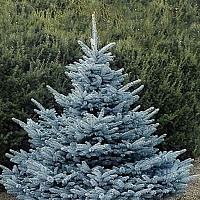 Ель колючая 'Блю Даймонд' (Picea pungens 'Blue Diamant')