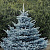 Ель колючая 'Блю Даймонд' (Picea pungens 'Blue Diamant')