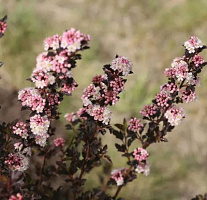 Пузыреплодник калинолистный 'Тини Вайн' (Physocarpus opulifolium 'Tiny Wine')