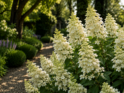 Гортензия метельчатая 'Юник ' (Hydrangea paniculata 'Unique')