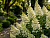Гортензия метельчатая 'Юник ' (Hydrangea paniculata 'Unique')