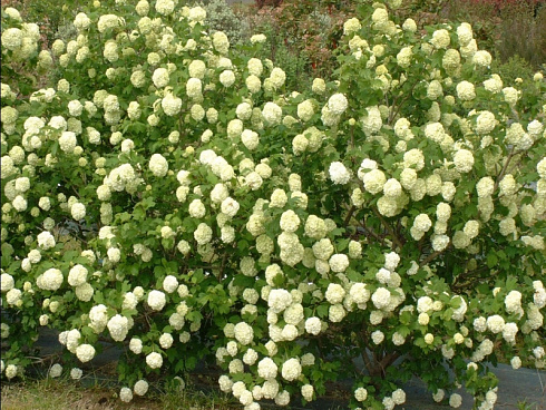 kalina-obyknovennaya-rozeum-vibrunum-opulus-roseum-kust.jpg