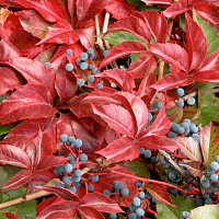 Виноград девичий пятилисточковый (Parthenocissus quinquefolia)